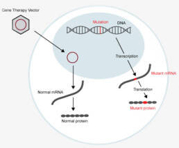 Gene Therapy Vector